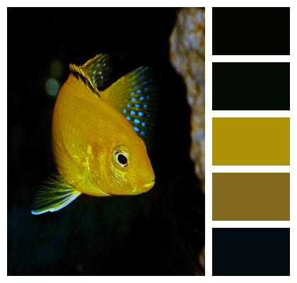 Fish Yellow African Cichlid Image